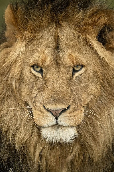Close-up of male lion head staring out