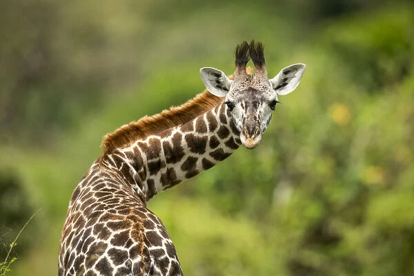 Close-up of Masai giraffe calf twisting neck