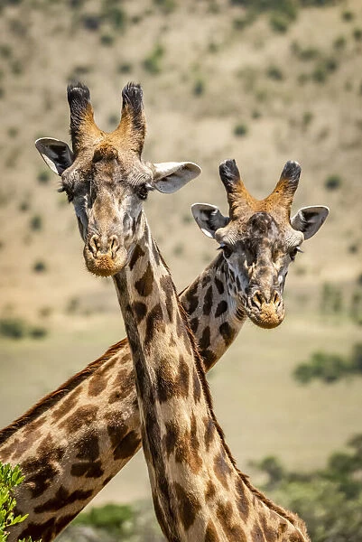 Close-up of two Masai giraffe crossing necks, Serengeti, Tanzania