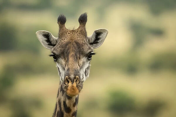 Close-up of Masai giraffe head in savannah