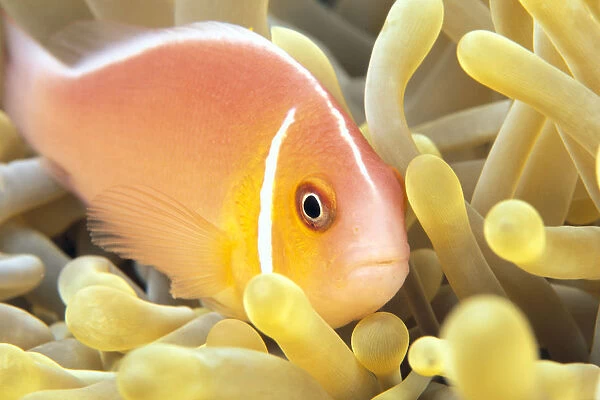 Close-Up Of Pale Orange Anemonefish In Anemone (Amphiprion Perideraion)