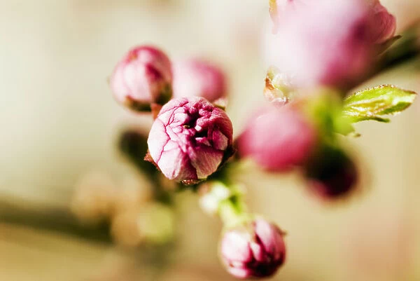 Close-up of Pink Budding Flower