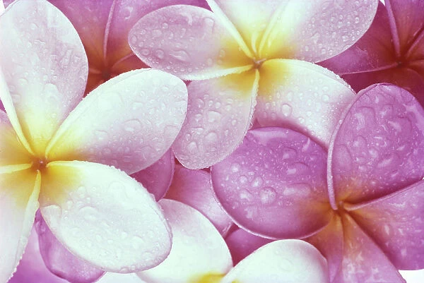 Close-Up Of Pink Plumeria Flowers With Yellow Centers, Water Droplets C1673