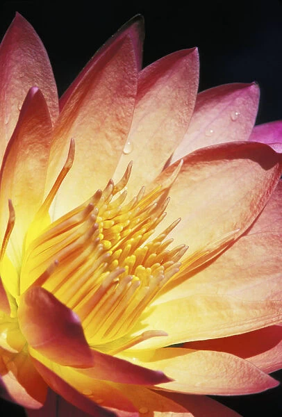 Close-Up Of Pink Water Lily, Center, Dark Background