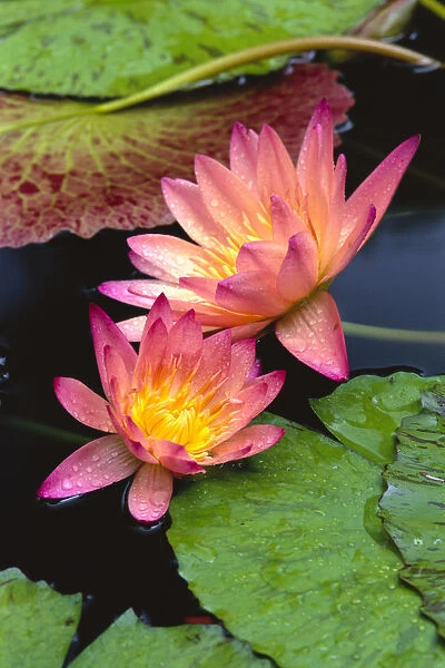 Close-Up Of Two Pink Water Lily Flowers, Lily Pads