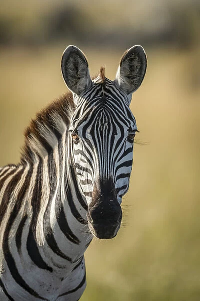 Close-up of plains zebra looking at camera, Serengeti, Tanzania
