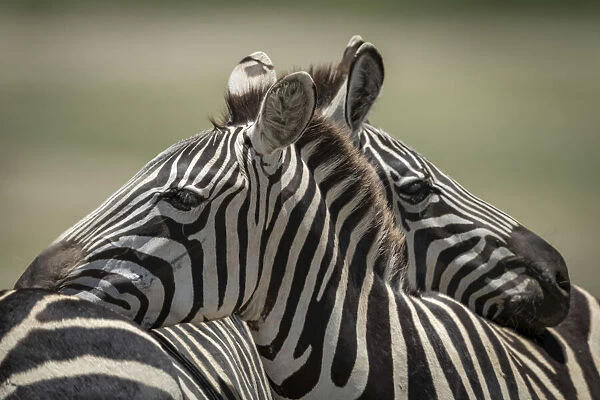 Close-up of plains zebra resting on another
