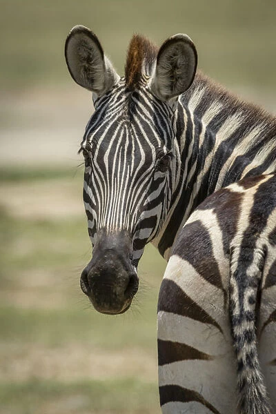 Close-up of plains zebra turning towards camera