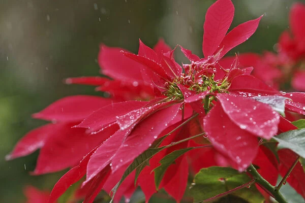 Close-Up Of Poinsettia Covered In Dew In The Rain