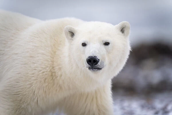 Close-up of polar bear walking and turning head