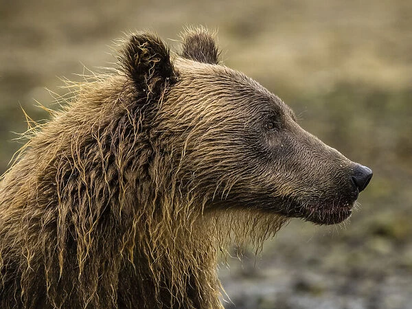 Close-up portrait of a Coastal Brown Bear (Ursus arctos horribilis) in Kinak Bay; Katmai National Park and Preserve, Alaska, United States of America