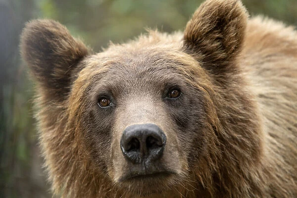 Close-up portrait of a grizzly bear (Ursus arctos horribilis); Atlin, British Columbia, Canada