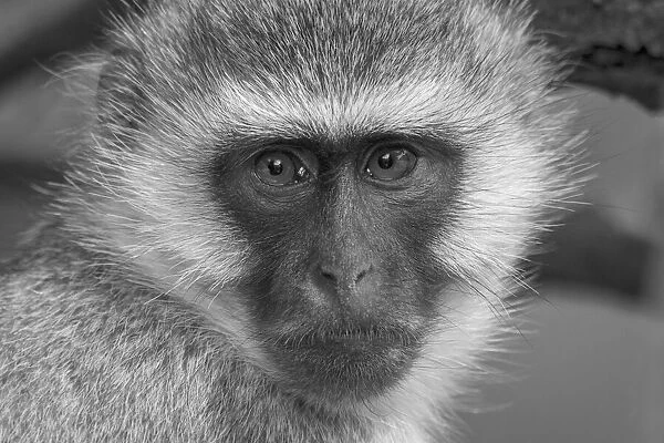 Close-up portrait of a vervet monkey (Chlorocebus pygerythrus) looking at the camera at Kleins Camp; Serengeti, Tanzania