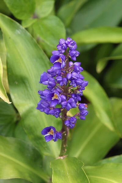 Close-Up Of Purple Cluster Of Flowers