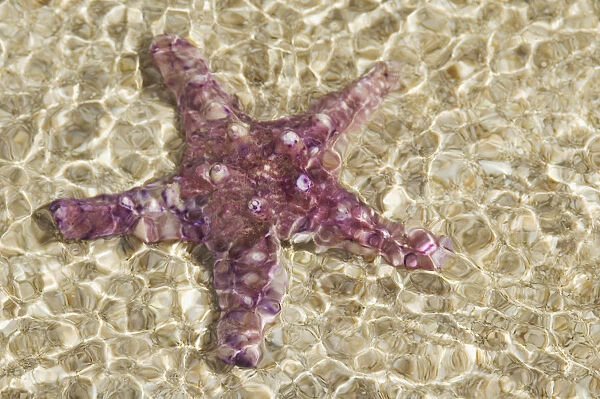 Close-Up Of Purple Starfish Seen Through Crystal Clear Rippling Water