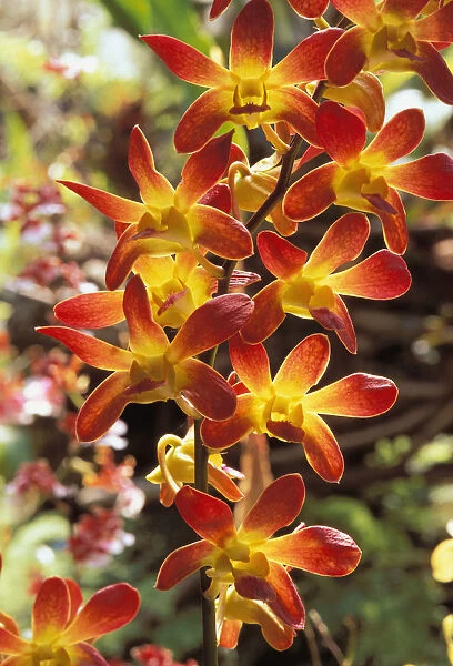 Close-Up Of Red And Yellow Dendrobium Orchids On Plant, Outdoors With Soft Focus Background