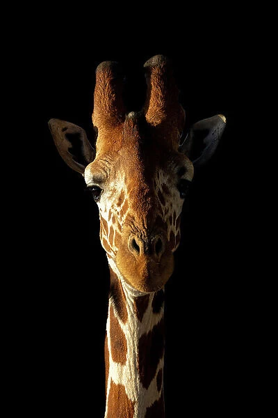 Close-up of reticulated giraffe against black background