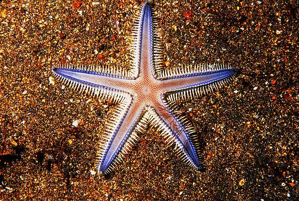 Close-up Of Sea star On Colorful Sand; Galapagos