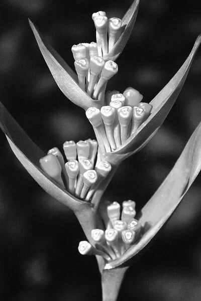 Close-up of seeding heliconia (black and white photograph)