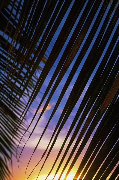 Close-Up Of Silhouetted Palm Fronds With Beautiful Sunset Color Sky In The Background; Honolulu, Oahu, Hawaii, United States Of America