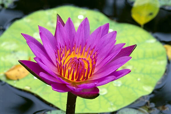 Close-Up Of Single Bright Pink Water Lily With Yellow Center, Lily Pad In Background