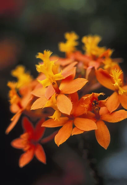 Close-Up Single Group Of Orange Epidendrum Orchid, Soft Focus