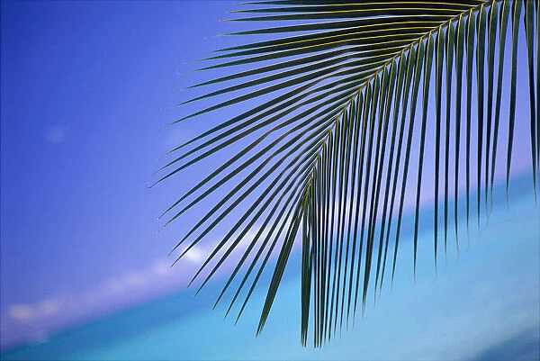 Close-Up Of Single Palm Frond With Calm Turquoise Ocean Background Horizon Blue Sky, Tilted Slanted View