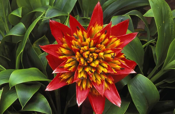 Close-Up Of A Single Red Bromeliad Blooming With Yellow Center, Green Leaves