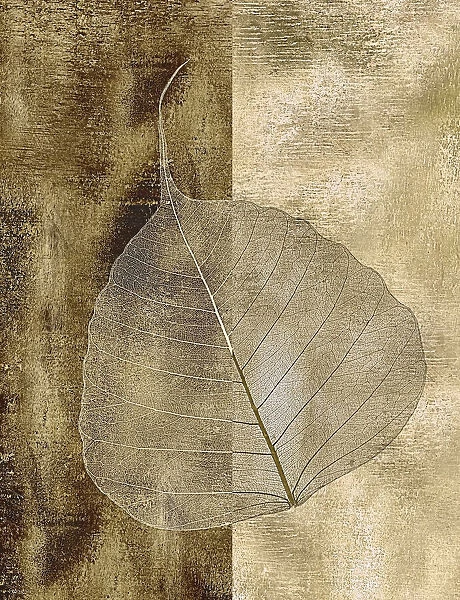 Close-Up of Skeleton Leaf from Bo Tree