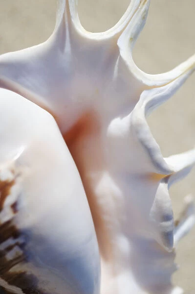 Close-Up Of Spider Conch Shell (Lambis Lambis)