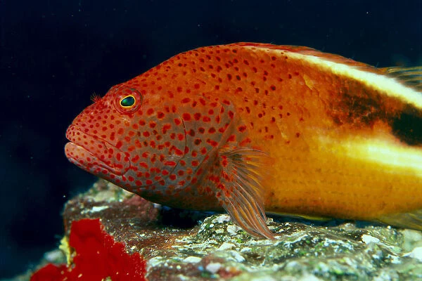 Close-Up Side View Of Blackside Hawkfish (Paracirrhites Forsteri) Above Reef