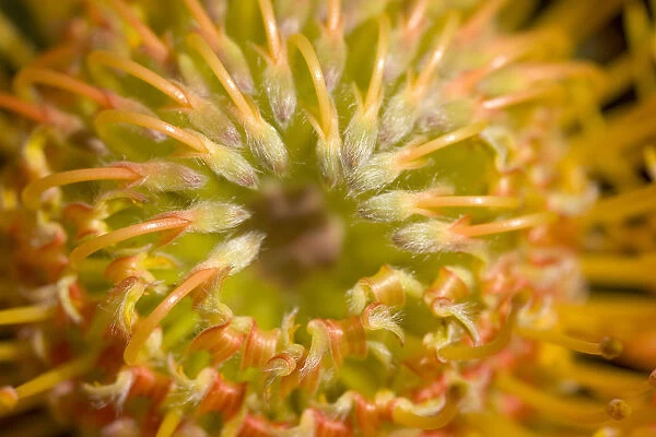 Close-Up Top View Red Pin Cushion Protea Blossom Or Leucospermum, Texture Detail