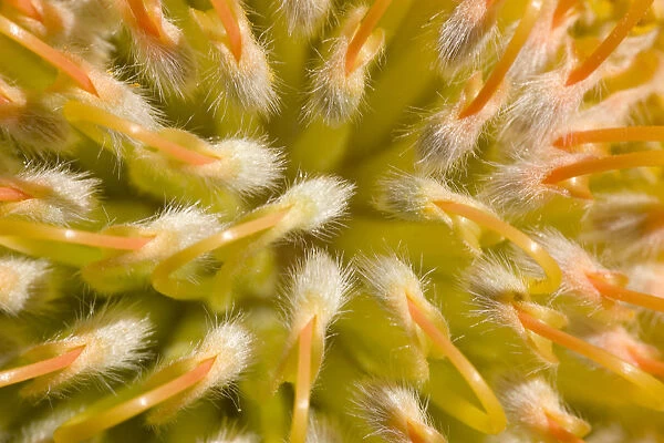 Close-Up Top View Red Pin Cushion Protea Blossom Or Leucospermum, Texture Detail