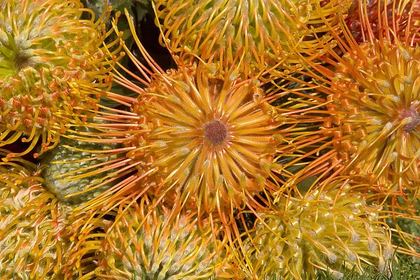 Close-Up Top View Red Pin Cushion Protea Blossoms Or Leucospermum, Texture Detail