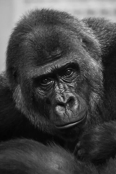 Close-Up Of Western Lowland Gorilla (Gorilla Gorilla Gorilla) Looking At Camera; Cabarceno, Cantabria, Spain