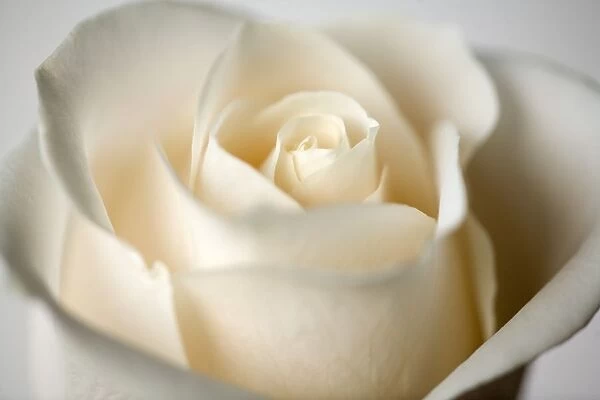 Close-Up Of White Rose