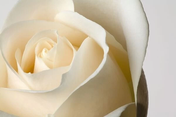 Close-Up Of White Rose Against White Background