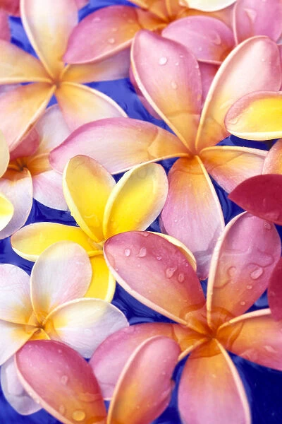 Close-Up Of Yellow And Pink Plumeria Flowers, Water Drops, Blue Background
