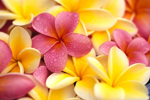 Close-Up Of Yellow And Pink Plumeria Flowers, Water Drops On Petals