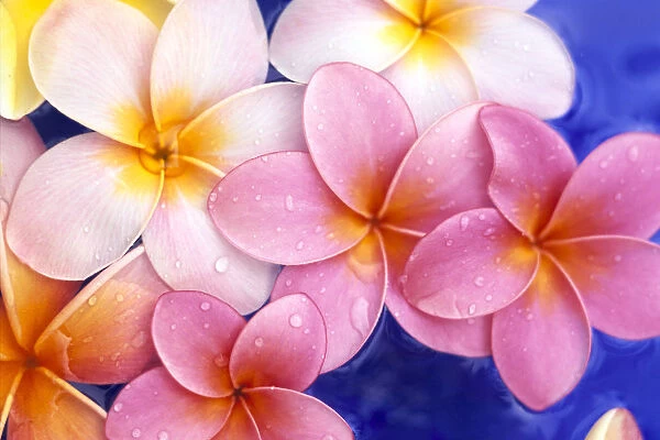 Close-Up Of Yellow And Pink Plumeria Flowers Floating, Water Drops With Blue Background