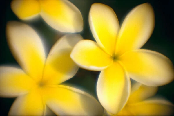 Close-Up Of Yellow Plumeria Flowers Soft Focus B1596