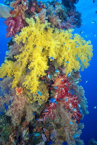 Close-Up Of Yellow And Red Alcyonarian Coral On Life Boat Davit, Blue Water, (Dendronephthya Sp) Overgrown
