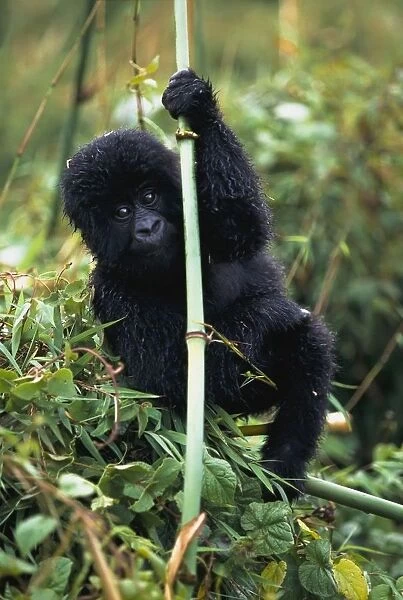 Close-Up Of Young Gorilla, Looking At Camera
