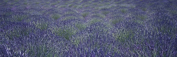 Close Up View Of Lavender Plants Swaying In The Breeze On An Organic Farm In The Santa Ynez Valley; Buellton, California, United States Of America