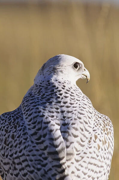 Close up view of back of Gyrfalcon in white color phase