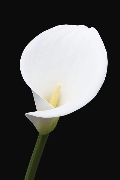 Close Up Of White Arum Or Calla Lily (Zantedeschia Aethiopica), Shot From The Front Against A Black Background; London, England