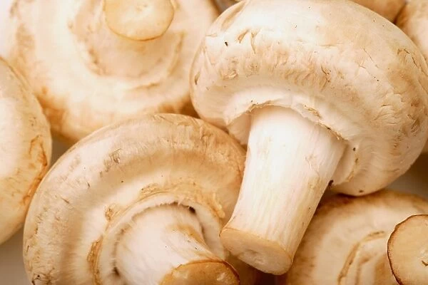 Close Up Of White Mushrooms