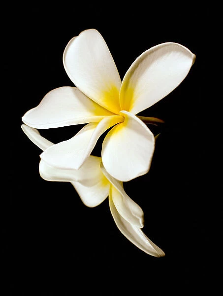 Close Up Of The White Petals Of A Tropical Flower On A Black Background; Hawaii, United States Of America