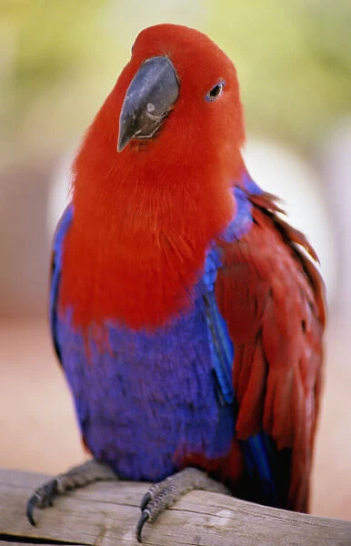 Closeup Of A Colorful Macaw, Red And Blue Feathers