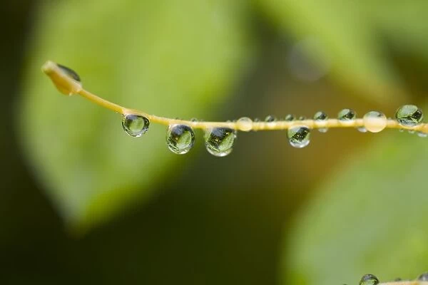 Closeup Of Dew On A Stamen